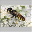 Ectemnius lituratus - Grabwespe w14c 12mm - OS-Hellern Waldwiese det.jpg